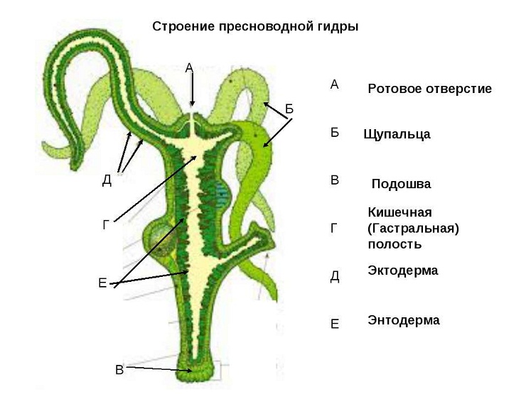 Кракен даркнет площадка ссылка